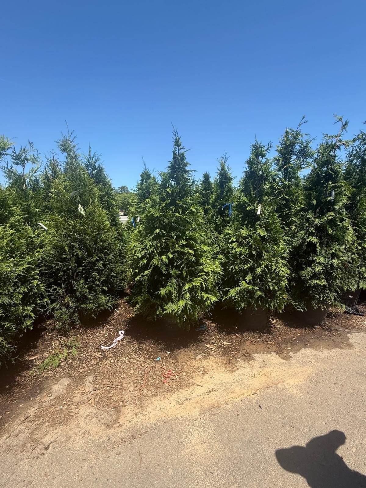 Newly planted privacy trees along a driveway
