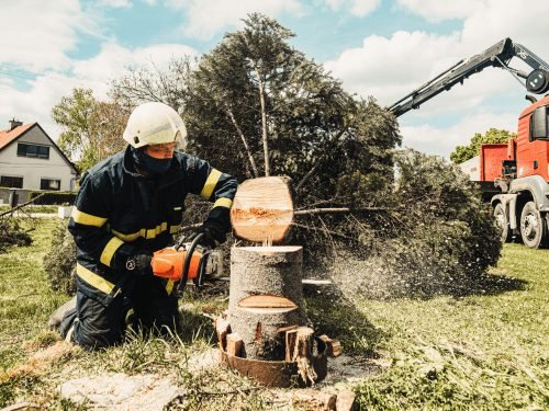 Tree removal with a chainsaw and crane